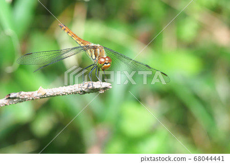 Akiakane (female) 68044441