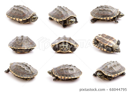 A small turtle. Studio shot isolated on white 68044795