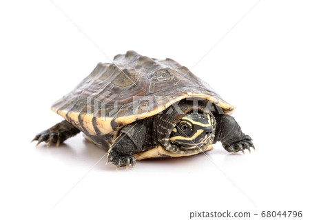 A small turtle. Studio shot isolated on white 68044796