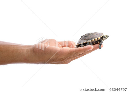 Small turtle in people hand. Studio shot isolated 68044797