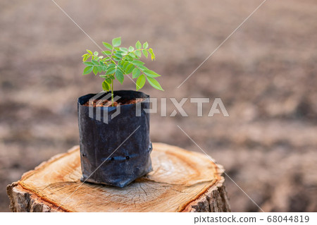Sprout of tree (rosewood, Siamese rosewood, or Sprout of tree (rosewood, Siamese rosewood, or 68044819