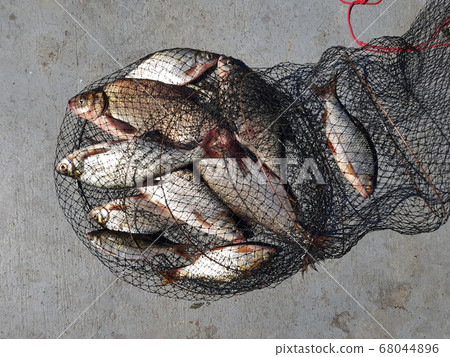 Fishing concept. Freshwater fish on keepnet with 68044896