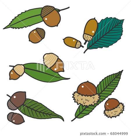 Acorn fruit and leaf set / Kunugi, oak, oak / with line 68044999