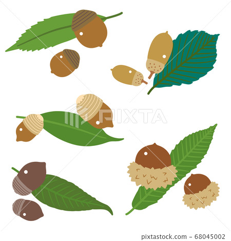 橡子水果和樹葉套裝/ Kunugi，橡木，橡木/無線條 68045002