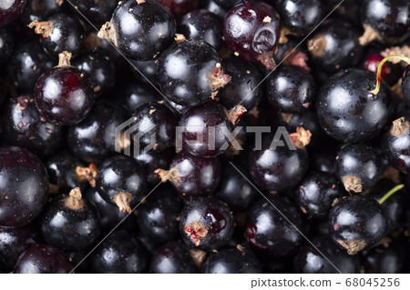 black currant as background 68045256