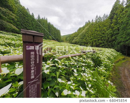Mitsue Village Okada Valley Half Summer Garden 68045854