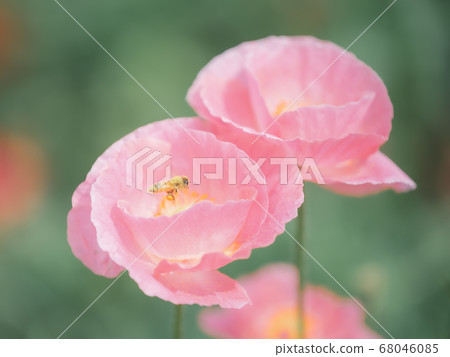 Landscape with poppies 68046085