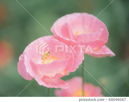 Landscape with poppies 68046087