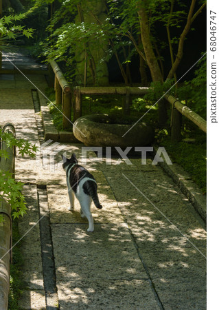 松山花園博物館貓博物館 松山花園博物館貓博物館 68046747
