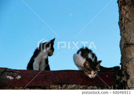 Street cat walking around at the sunset in Balat in Istanbul 68046911