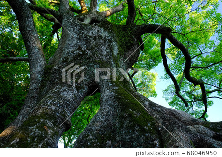 Okusu in Hibino (Nara City, Nara Prefecture) 68046950