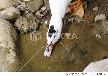 鵝正在喝水 68047007