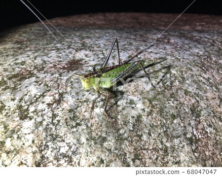 Yabukiri Tettigonia orientalis ♀ 68047047