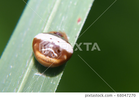 Shiroobitorino Funda Mashi female back view 68047270