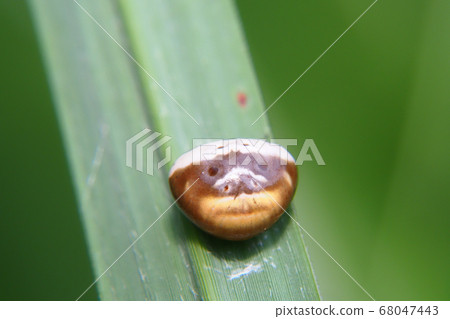 Shiroobitorino Funda Mashi female back view 68047443