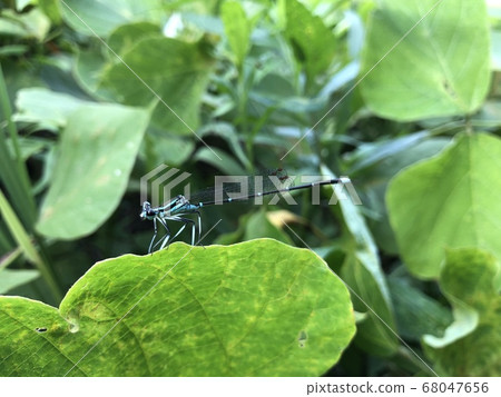 Black-tailed dragonfly Copera annulata ♂ Black-tailed dragonfly Copera annulata ♂ 68047656