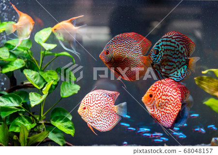 Colorful fish from the spieces Symphysodon discus 68048157