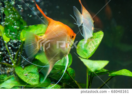 Pairof Gold Pterophyllum Scalare guarding eggs. Pairof Gold Pterophyllum Scalare guarding eggs. 68048161