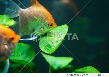 Pairof Gold Pterophyllum Scalare guarding eggs. 68048166