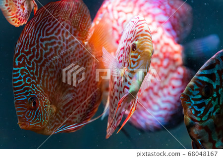 Colorful fish from the spieces Symphysodon discus 68048167