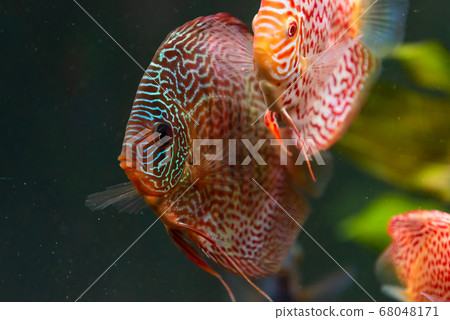 Colorful fish from the spieces Symphysodon discus 68048171