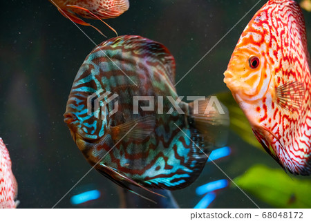Colorful fish from the spieces Symphysodon discus 68048172