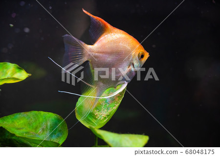 Gold Pterophyllum Scalare guarding eggs. Roe on 68048175
