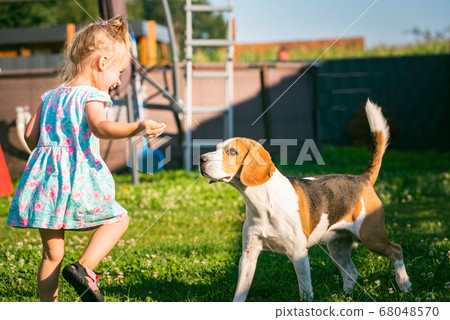 Baby girl running with beagle dog in backyard in 68048570