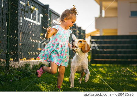 Baby girl running with beagle dog in backyard in Baby girl running with beagle dog in backyard in 68048586