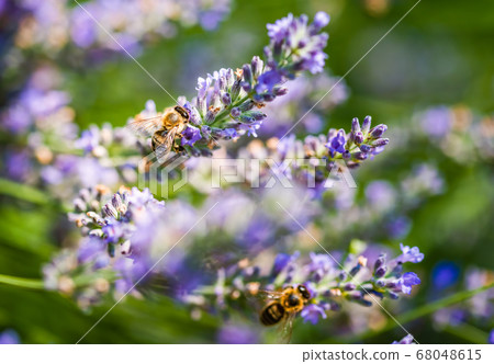 European honey bee, Apis mellifera on a lavender European honey bee, Apis mellifera on a lavender 68048615