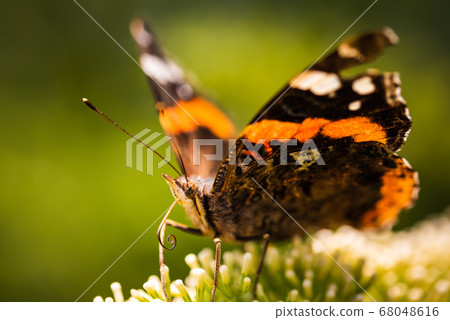 Closeup of Vanessa atalanta, the red admiral or, Closeup of Vanessa atalanta, the red admiral or, 68048616