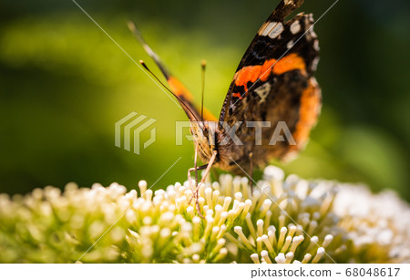 Closeup of Vanessa atalanta, the red admiral or, 68048617