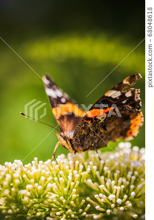 Closeup of Vanessa atalanta, the red admiral or, Closeup of Vanessa atalanta, the red admiral or, 68048618