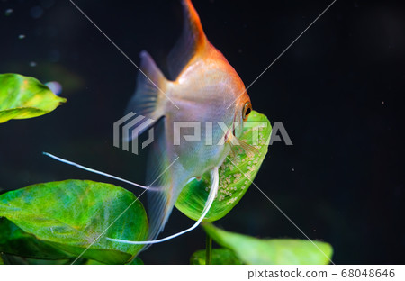 Gold Pterophyllum Scalare guarding eggs. Roe on Gold Pterophyllum Scalare guarding eggs. Roe on 68048646