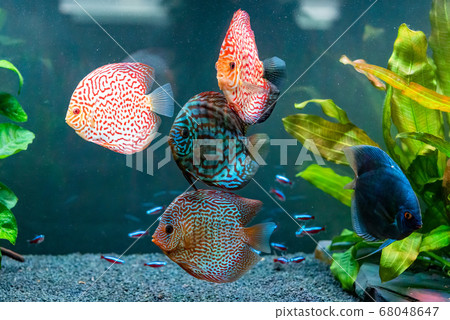 Colorful fish from the spieces Symphysodon discus 68048647