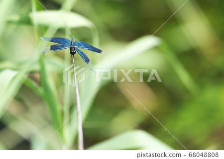 Dragon dragonfly of Ryuo Kabuchi 68048808