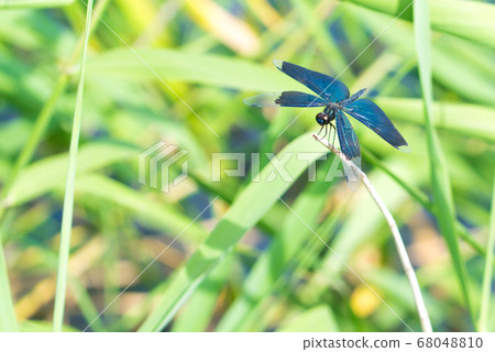 Dragon dragonfly of Ryuo Kabuchi 68048810