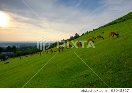 Mt. Wakakusa, Deer and Daibutsuden (Nara City, Nara Prefecture) Mt. Wakakusa, Deer and Daibutsuden (Nara City, Nara Prefecture) 68048867