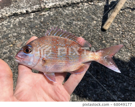 少年紅鯛Pagrus Major 少年紅鯛Pagrus Major 68049177