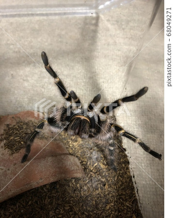 塔蘭圖拉毒蛛Chaco巨型金色膝蓋Grammostola pulchripes 塔蘭圖拉毒蛛Chaco巨型金色膝蓋Grammostola pulchripes 68049271