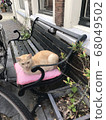 Cat sitting on a pink cushion on a bench in the city 68049502