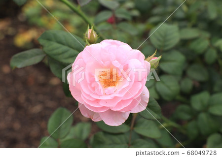 粉紅玫瑰 68049728