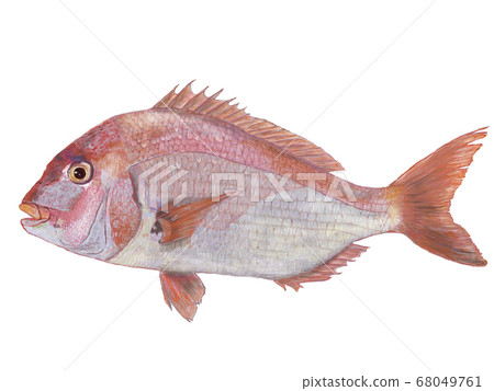 Snapper illustration - Stock Illustration [68049761] - PIXTA