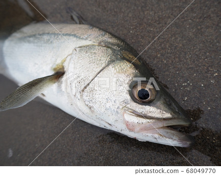 鱸魚 68049770