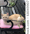 Fashionable cat 68049907