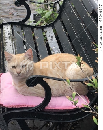 Fashionable cat 68049907