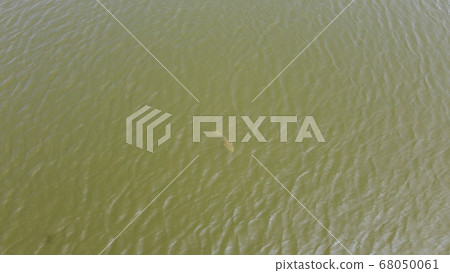 Swimming fish right above 68050061