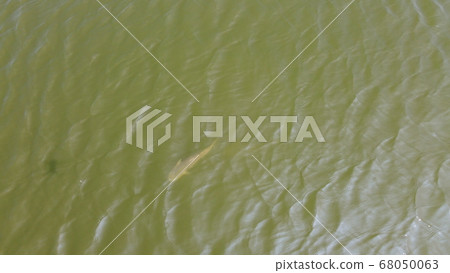 在上面游魚 在上面游魚 68050063