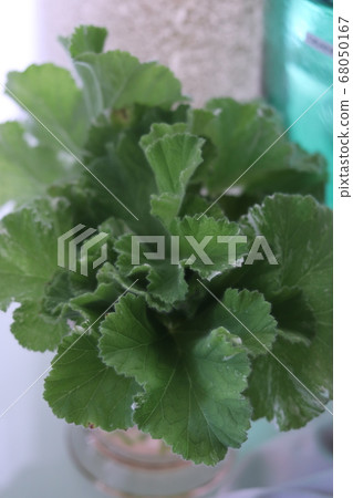 天竺葵花束 天竺葵花束 68050167