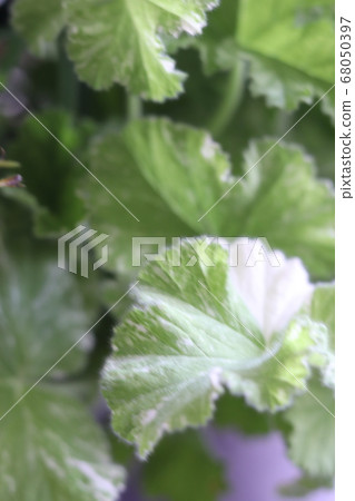 天竺葵 天竺葵 68050397